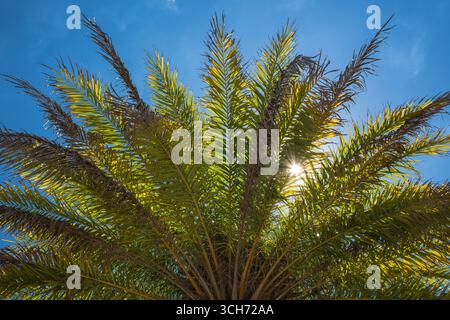 Blick auf eine beleuchtete Florida-Palme. Stockfoto
