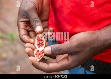Tansania - Sansibar - Achiote (Bixa orellana) - reife Kapseln, die als natürliches Farbmittel und Gewürz verwendet werden Stockfoto