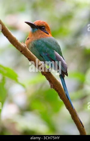 Breitschnabel-Motmot (Electron platyrhynchum). Biologische Station La Selva; Sarapiquí, karibische Tiefebene, Costa Rica. Stockfoto
