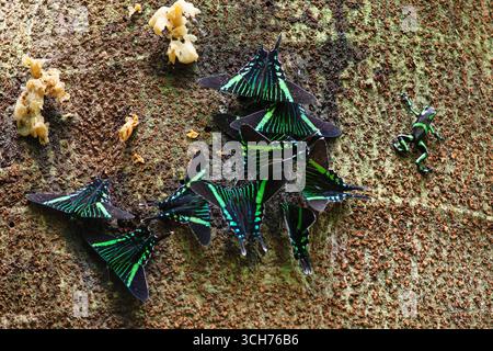 Urania-Schwalbenschwanzfalter / Grüne Peitschenfalter (Urania fulgens) versammeln sich auf einem Baumstamm, an dem ein Giftfrosch (Dendrobates auratus) vorbeiklettert. Niedrig Stockfoto