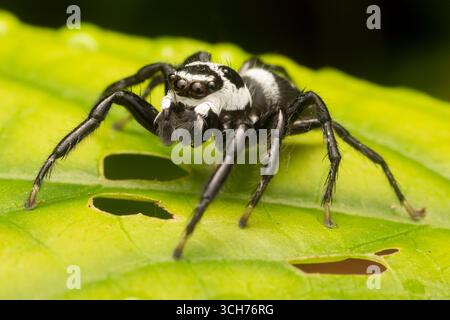 Spinnenspinne (Phiale formosa). Biologische Station La Selva, Sarapiquí, karibische Tiefebene, Costa Rica. Stockfoto