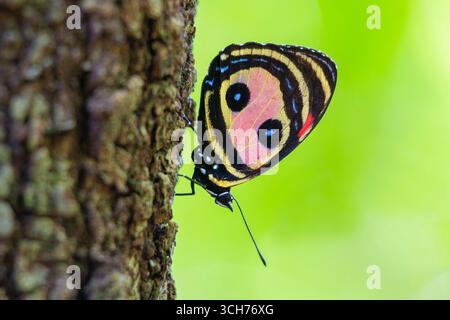 Zweiäugiger achtundachtzig Schmetterling (Callicore pitheas), der auf einem Baumstamm ruht. Tropischer Trockenwald, Guanacaste, Costa Rica. Stockfoto