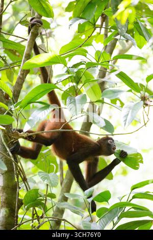 Ateles geoffroyi (Mittelamerikanischer Spinnenaffen). Corcovado Nationalpark, Osa Halbinsel, Costa Rica. Stockfoto