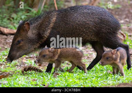 Peccary mit Kragen (Dicotyles tajacu), Erwachsener mit Jungen. Tiefland-Regenwald, biologische Station La Selva, Sarapiquí, karibischer Hang, Costa Rica. Stockfoto