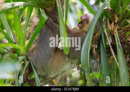 Hoffmans zweizehiges Faultier (Choloepus hoffmanni) gähnt beim Schlafen zwischen Bromelien. Tiefland-Regenwald, biologische Station La Selva, Sarapiquí, CA Stockfoto