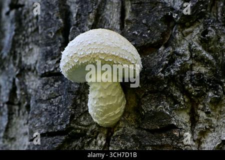 Ein gemeiner Kiemenpilz, der aus der Rinde eines Baumes im ländlichen Alberta Kanada wächst Stockfoto