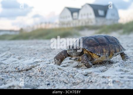 Gopher-Schildkröte (Gopherus polyphemus) krabbelt in Richtung der Küste am Fernandina Beach auf Amelia Island im Nordosten Floridas. (USA) Stockfoto