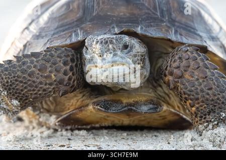Nahaufnahme einer Gopher-Schildkröte (Gopherus polyphemus) am Strand von Fernandina Beach auf Amelia Island im Nordosten Floridas. (USA) Stockfoto