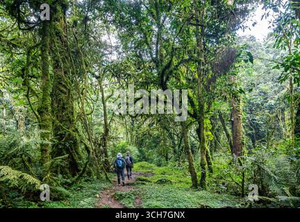 Wanderer auf einem Wanderweg durch dichten tropischen Wald im Bwindi Inpenetrable National Park, Uganda, Afrika. Stockfoto