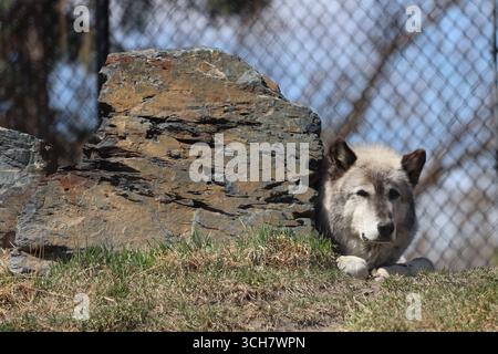 Ausgewachsener grauer (grauer) Wolf, der sich hinter einem großen Felsen hinlegt Stockfoto