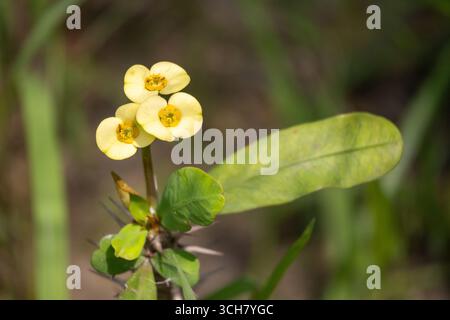 Gelbe Dornenkrone (Euphorbia milii) blüht im Garten. In der bengalischen Sprache heißt es Kata Mukut. Sie wird auch als Christ's bezeichnet Stockfoto