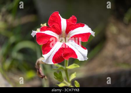 Nahaufnahme einer Petunienblume, die an einem sonnigen Tag im Garten blüht, mit verschwommenem Hintergrund. Petunien sind Blumen, die in vielen Farben erhältlich sind, einschließlich Stockfoto