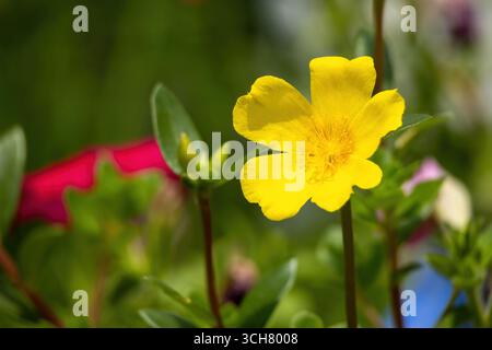 Schöne gelbe Portulaca Blume blüht im Garten an einem sonnigen Tag mit einem verschwommenen Naturhintergrund. Sie ist auch als Portulaca umbraticola (W) bekannt Stockfoto