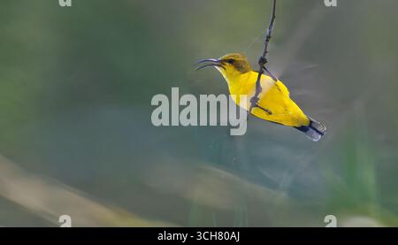 Ein gelber weiblicher Sahul sunbird (Cinnyris frenatus) schwingt auf einem Zweigspinnennetz, um in den Cattana Feuchtgebieten in Cairns, Queensland, zu nisten Stockfoto