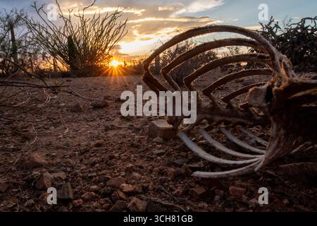 Tierreste, wie sie in der sonora-Wüste gefunden wurden Stockfoto
