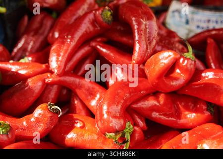 Rote frische Paprika auf der Theke in einem Gemüseladen Stockfoto