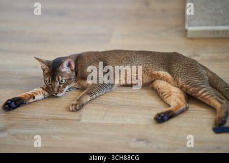 Schöne Katzenrasse Bengal liegt auf dem Boden Stockfoto