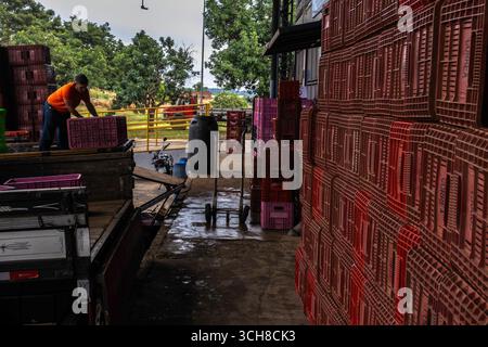 Marilia, Sao Paulo, Brasilien, 24. April 2025. Ein Arbeiter entlädt Plastikkisten voller Tomaten aus einem LKW in einem Obst- und Gemüselager im Cit Stockfoto