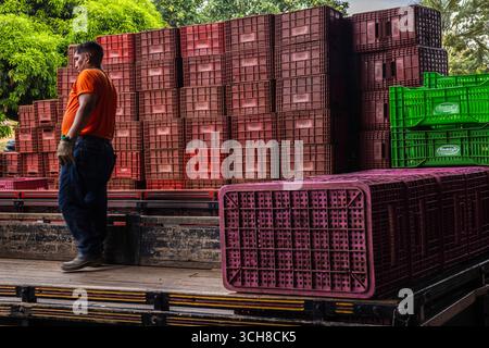Marilia, Sao Paulo, Brasilien, 24. April 2025. Ein Arbeiter entlädt Plastikkisten voller Tomaten aus einem LKW in einem Obst- und Gemüselager im Cit Stockfoto