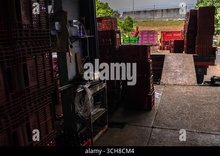 Marilia, Sao Paulo, Brasilien, 24. April 2025. Ein Arbeiter entlädt Plastikkisten voller Tomaten aus einem LKW in einem Obst- und Gemüselager im Cit Stockfoto