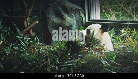 Riesen Panda Essen Bambus Blätter Seitenansicht. Bär Oder Einfach, Ist Eine Bärenart, Die In China Endemisch Ist. Panda Diplomatie. Nationales Symbol Von China, Personifizierend Stockfoto