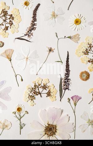 Viele gepresste getrocknete Blüten auf weißem Papier. Botanisches Herbarium für Scrapbooking oder Naturposter. Stockfoto