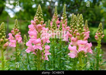 Wunderschöne pastellrosa Schnappdrachen. Schnappschüsse aus nächster Nähe. Rosafarbene snapdragon-Blumen aus nächster Nähe. Stockfoto