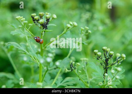 Marienkäfer paaren sich. Nahaufnahme von asiatischen Käfern, die sich paaren. Harmonia axyridis. Stockfoto
