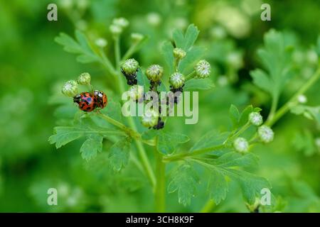 Marienkäfer paaren sich. Nahaufnahme von asiatischen Käfern, die sich paaren. Harmonia axyridis. Stockfoto