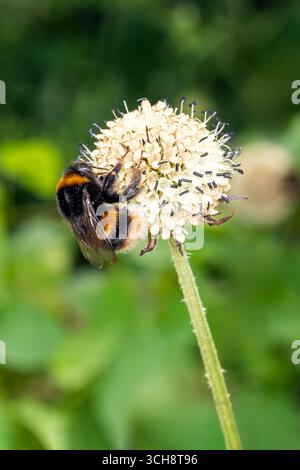 Hummel (Bombus terrestris) ist ein in Großbritannien und Europa gefundenes Bienenflieger, das gelbe Bänder am Bauch und einen weißen Schwanz hat Stockfoto