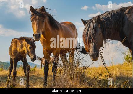 Eine Familie von Pferden, darunter ein Fohlen, steht auf einem Hügel mit hohem Gras unter einem blauen und bewölkten Himmel. Eine schöne Szene des Pferdelebens in der Wildnis. Stockfoto