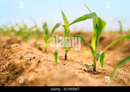 Maismais-Sämling-Pflanzen in kultivierten, perfekt sauberen landwirtschaftlichen Plantagenfeldern ohne Unkraut, selektiver Fokus bei geringer Winkelansicht Stockfoto