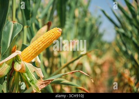 Nahaufnahme von reifem gelbem Maiskolben, der auf der Pflanze auf einem Sommerfeld unter klarem blauem Himmel wächst. Selektiver Fokus. Stockfoto