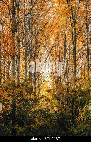 Cottonwood Waldlandschaft im Herbst, hohe Bäume am sonnigen oktobertag, selektiver Fokus Stockfoto