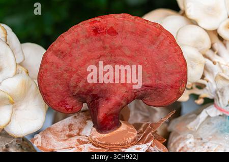 Großaufnahme Roter Reishi /Lingzhi /lackierter Konk /lackierte Halterung /Ling chih (Ganoderma lucidum) Pilz ein medizinischer Pilz, der in der traditionellen Medizin verwendet wird Stockfoto
