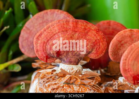 Roter Reishi /Lingzhi /lackierter Konk /lackierte Halterung /Ling chih (Ganoderma lucidum) Pilz ein medizinischer Pilz, der in der traditionellen Medizin verwendet wird Stockfoto