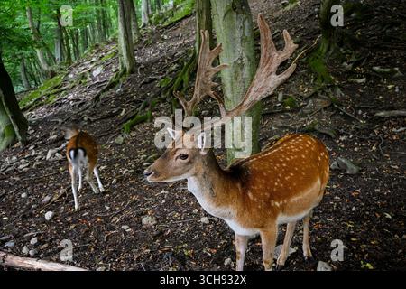Europäischer Damhirsch mit großen Geweihen, die im Wald stehen und im Hintergrund das Hirsch davonläuft. Stockfoto