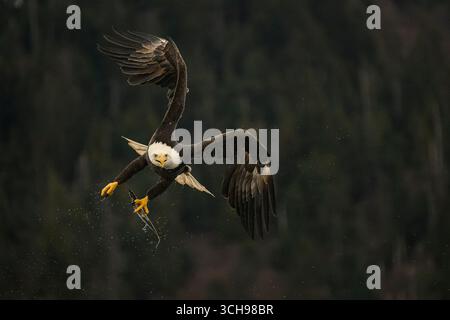 Weißkopfseeadler im Flug, während er Fische in die Krallen packt Stockfoto