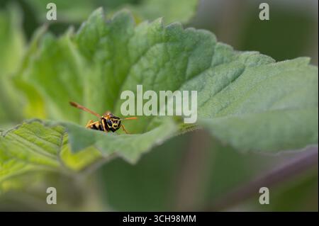 Wespe, die auf einem grünen Blatt sitzt Stockfoto