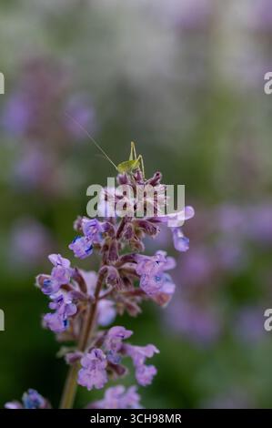 Baby Grasshopper auf violetten Salvieblümchen Stockfoto