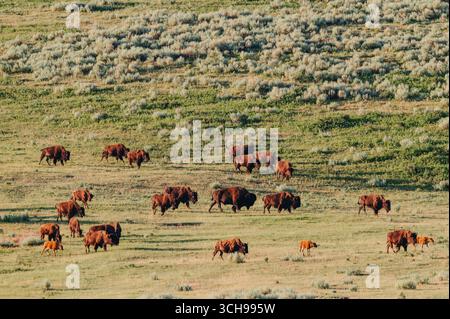 Eine weite Aussicht auf Bisons, die über sonnendurchflutete Hügel grasen. Stockfoto
