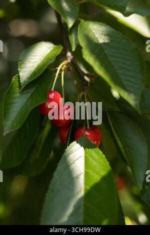 Saftige, reife, rote Kirschen hängen an Kirschzweigen Stockfoto