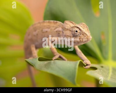 Kurioses Chamäleon auf leuchtendem grünen Blatt Stockfoto