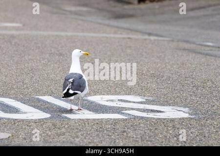 Möwe in der City Street Stockfoto