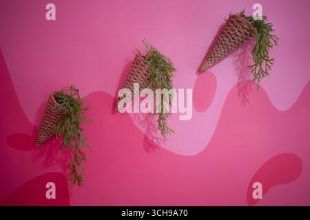 Hirschhornblätter (Platycerium bifurcatum) hängen in einem gewebten Holztopf an einer rosafarbenen Wand. Stockfoto