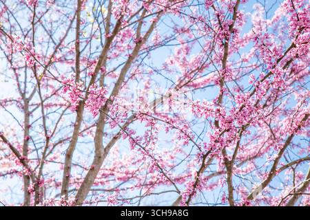 Redbud blüht vor einem blauen Himmel Stockfoto