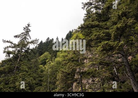 Hohe Kiefern und bedeckter Himmel. Üppiger Kiefernwald im Sommer. Stockfoto