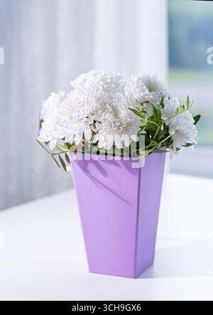 Weiße Chrysanthemenblüten in einer modernen violetten Vase. Frisches elegantes Bouquet, Blumendekor für Zuhause oder Büro, Nahaufnahme auf weißem Hintergrund, weiches natura Stockfoto