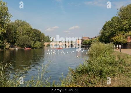 Dragon Boat Teams üben auf dem Fluss Severn zusammen mit einer Schar von Mute Swan.Worcester England UK. August 2025 Stockfoto