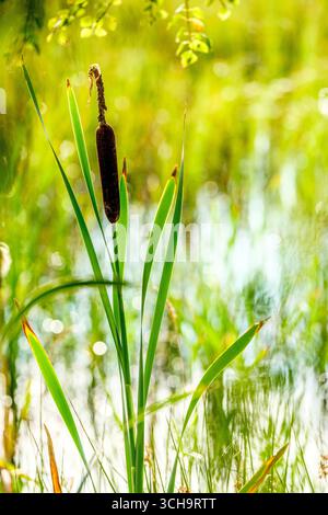 Typha latifolia at Tregaron Bog oder CORS Caron ist ein Hochmoor in Ceredigion, Wales Stockfoto